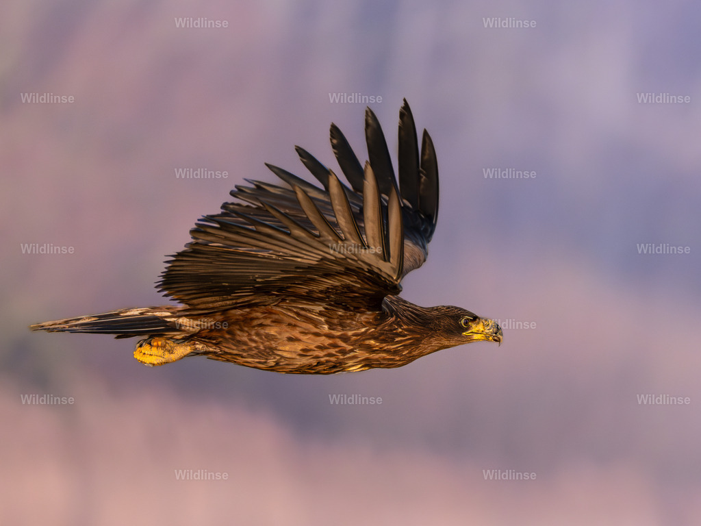 Wildlinse-260225-1 | Willkommen bei Wildlinse. Wildtierfotografien aus Schleswig-Holstein: Entdecke einzigartige Fine-Art-Prints und Poster, die Ruhe, Wildnis und die Schönheit unserer heimischen Tierwelt in dein Zuhause bringen. - Realisiert mit Pictrs.com
