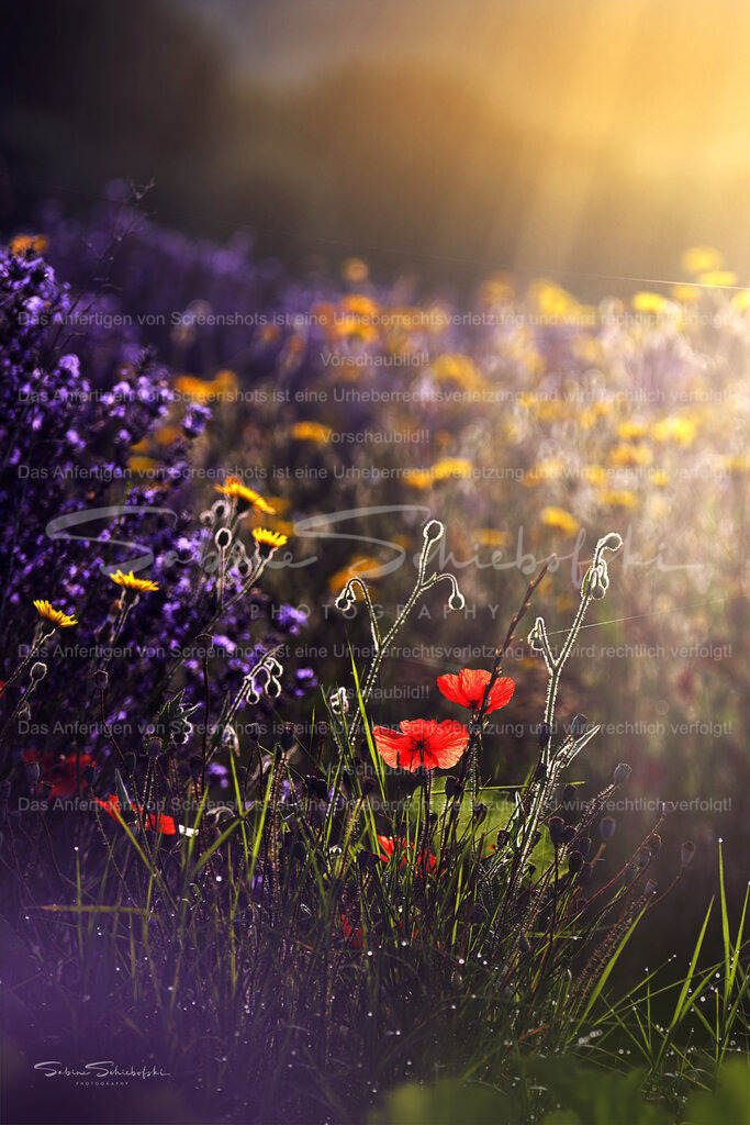 Wandbild Mohn im Lavendelfeld | People- und Tierfotografie, Imageaufnahmen, Veranstaltungsfotografie und Wandbilder aus der Natur ★ Made in Germany ✔️ Druck + Downloads ✔️ Naturfotografie in Top Qualität ★ schneller Versand, weltweite Lieferung! - Realisiert mit Pictrs.com