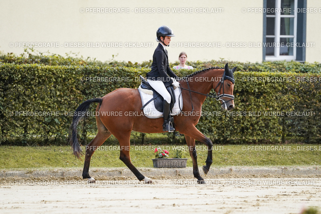 DSC05382 | Pferdegrafie