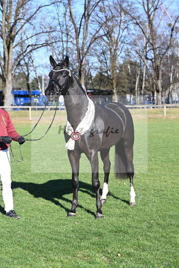 Kat.-Nr. 65 v. Springbank II VH_Reichert_2243407 | hf-fotografie - Realisiert mit Pictrs.com