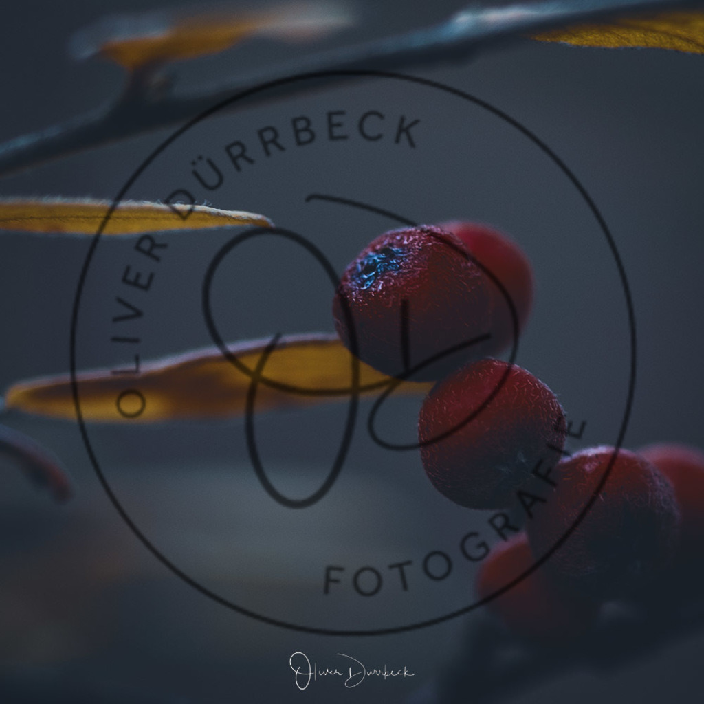 natur-pflanzen-01 | Shop für Kindergartenfotografie und andere Fotoprodukte von Oliver Dürrbeck Fotografie. - Realisiert mit Pictrs.com
