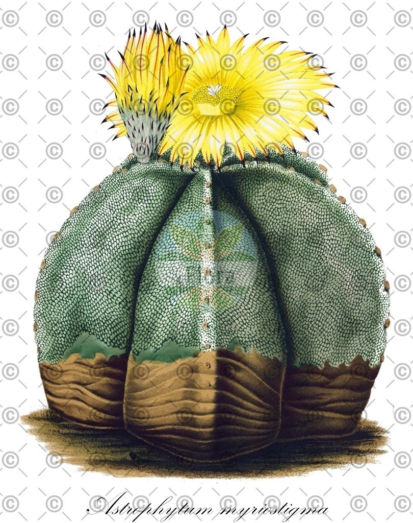 HistAbb_wfo-0000294411_1_ENZY_Simple | Historische Abbildung von Astrophytum myriostigma - Cactaceae | Historical Illustration of Astrophytum myriostigma - Cactaceae