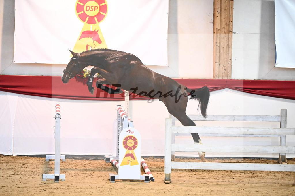 Kat-Nr. 1 Aganix Du Seigneur x Acorado_Unger_43231269 | hf-fotografie - Realisiert mit Pictrs.com