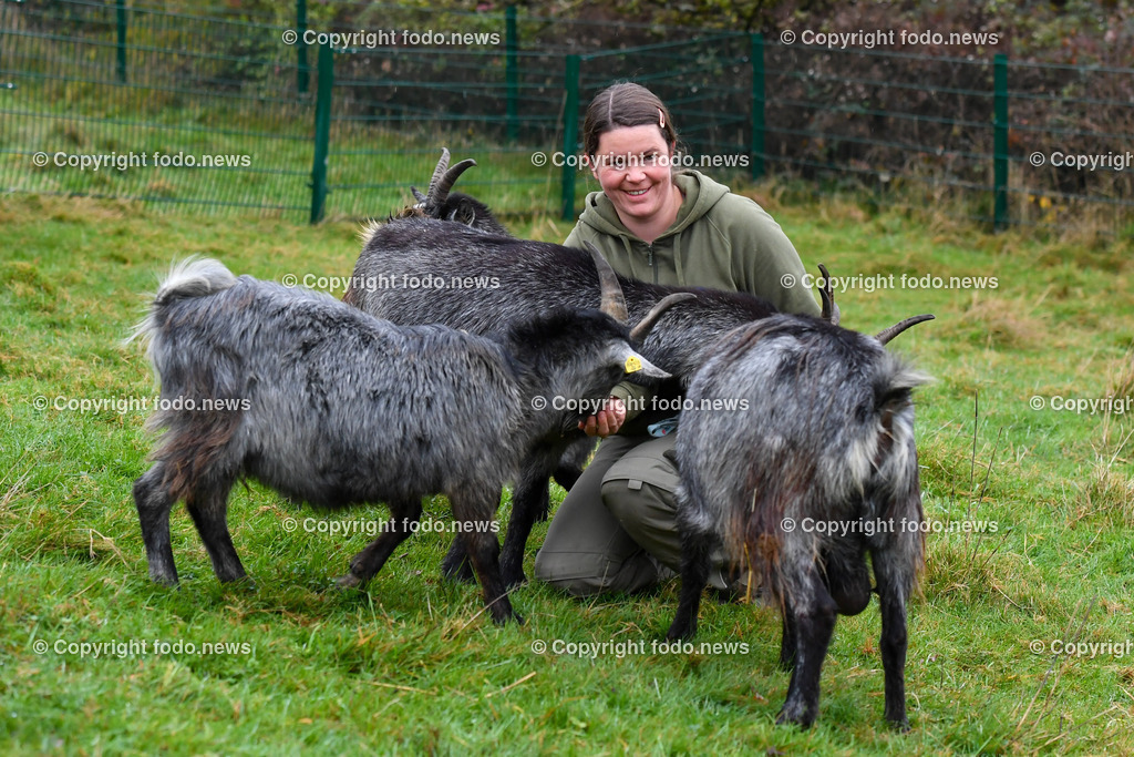 Zoo Linz_ 22.11.2022-9 | 22.11.2022, Zoo Linz, AUT, Schafe, Ziegen, roter Panda, im Bild Blobe Ziegen mit Tierpflegerin Julia