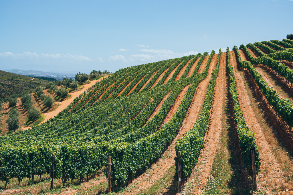 Weinberge in Stellenbosch | Weinberge in Stellenbosch - Realisiert mit Pictrs.com