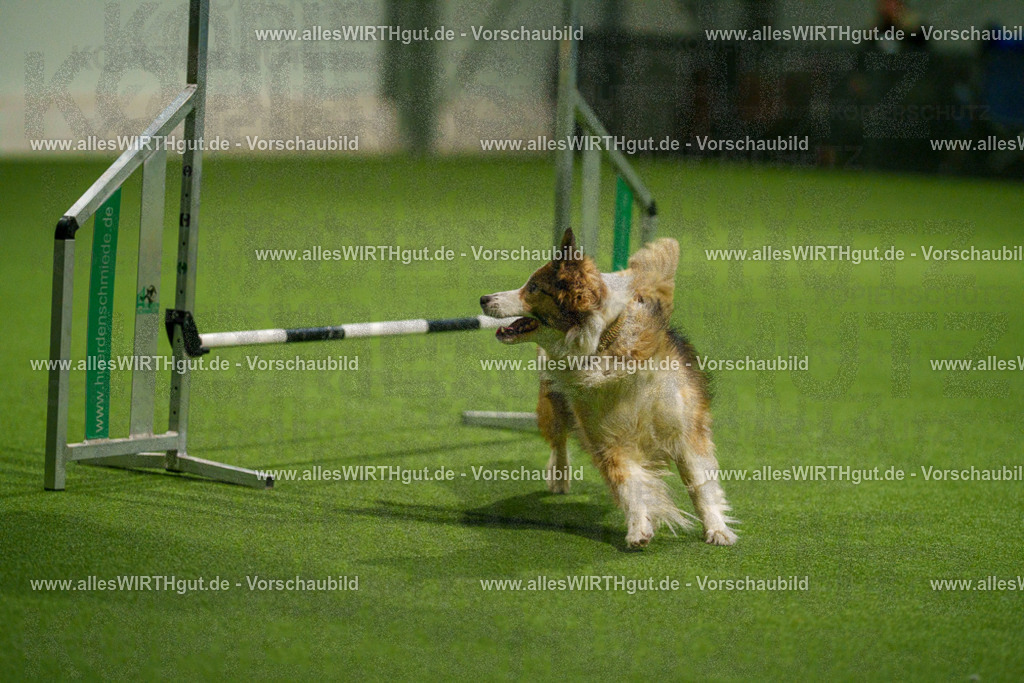 7R504399 | Professionelle Tierfotografie in Mönchengladbach von Daniel Wirth (allesWIRTHgut). Liebevolle & natürliche Bilder von Hunden & Katzen für unvergessliche Erinnerungen.