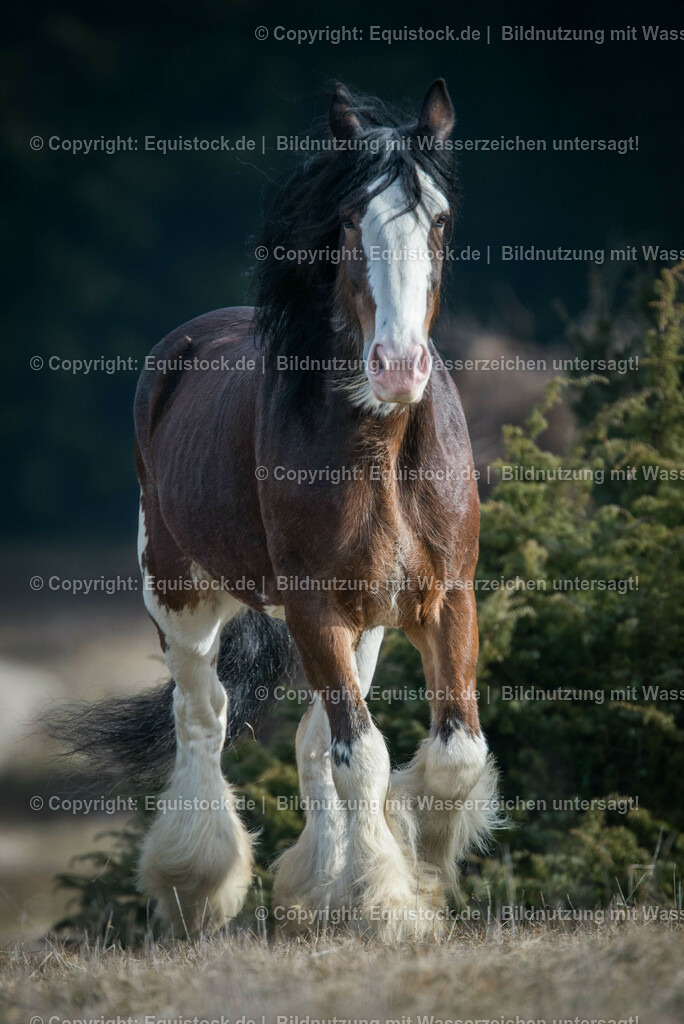 20160206_Clydesdale_im_Freilauf_0001 | equistock