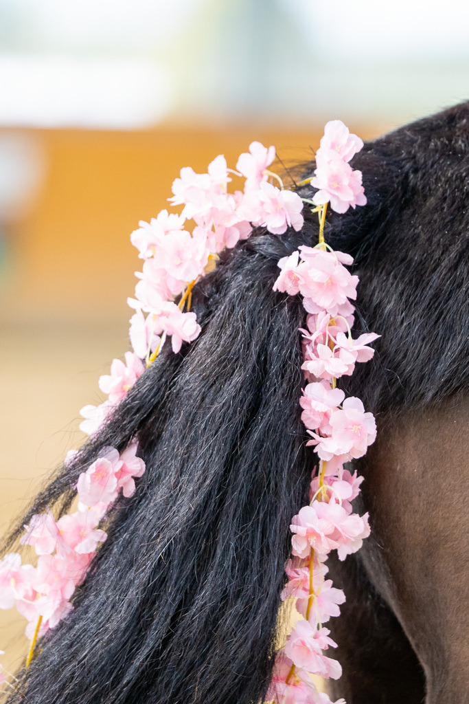 DSC00147 | Pferdegrafie