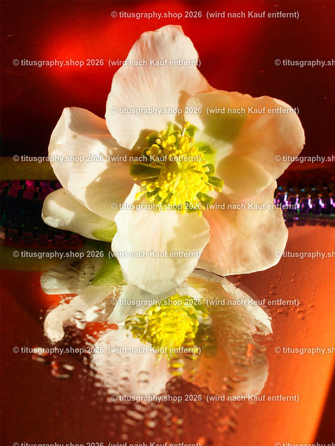 titusgraphy_P2254464-vz-ln | titusgraphy-shop: Geschenkideen mit Qualitätsfotos. titusgraphy-shop: gift ideas with quality photos. titusgraphy-shop: idées cadeaux avec photos de qualité.  - Realisiert mit Pictrs.com