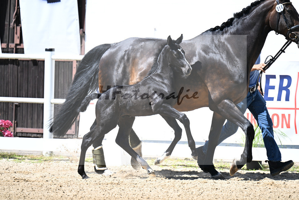 Kat-Nr. 314 For Treasure VDL x Balou du Rouet_HF_Hofmann_20250745 | hf-fotografie - Realizzato con Pictrs.com