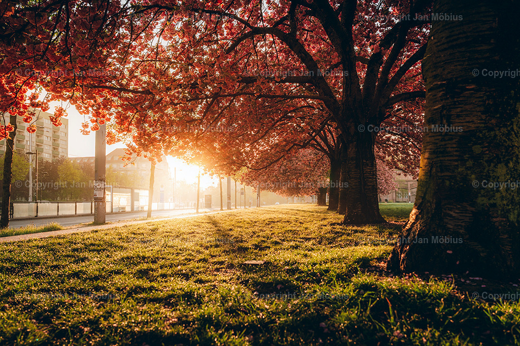 _DSC1695 | Leipzig Wandbilder Drucke Prints Leinwand Stadtmotive Leipzig Fotosdruck Kunstdrucke Bilder Leipzig Stadtansichten Acrylglasbilder Leipzig Wanddeko Fine Art Prints Wandbilder Büro Leipzig Bilder Praxis Zuhause Bilderdruck Poster Posterlounge Kunstdrucke - Realisiert mit Pictrs.com