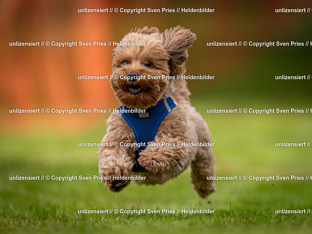 Sven Pries | 2024-09-22 - Hunderennen Baden-BadenPudelverein - Realisiert mit Pictrs.com