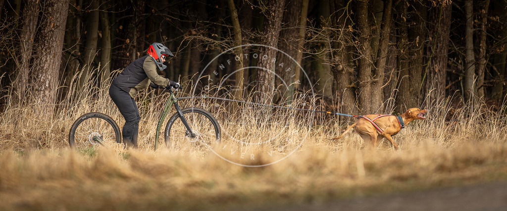 DV3A3591 | Hundefotografie, Tierfotograf, Pfotenfotografie, Fotoshooting Hund, Hunde Portrait, Hundesport, Hundeportraits, Heideshooting, Hunde, Sportfotograf, Hundefotograf, Turnierhundsport, THS,  - Realisiert mit Pictrs.com