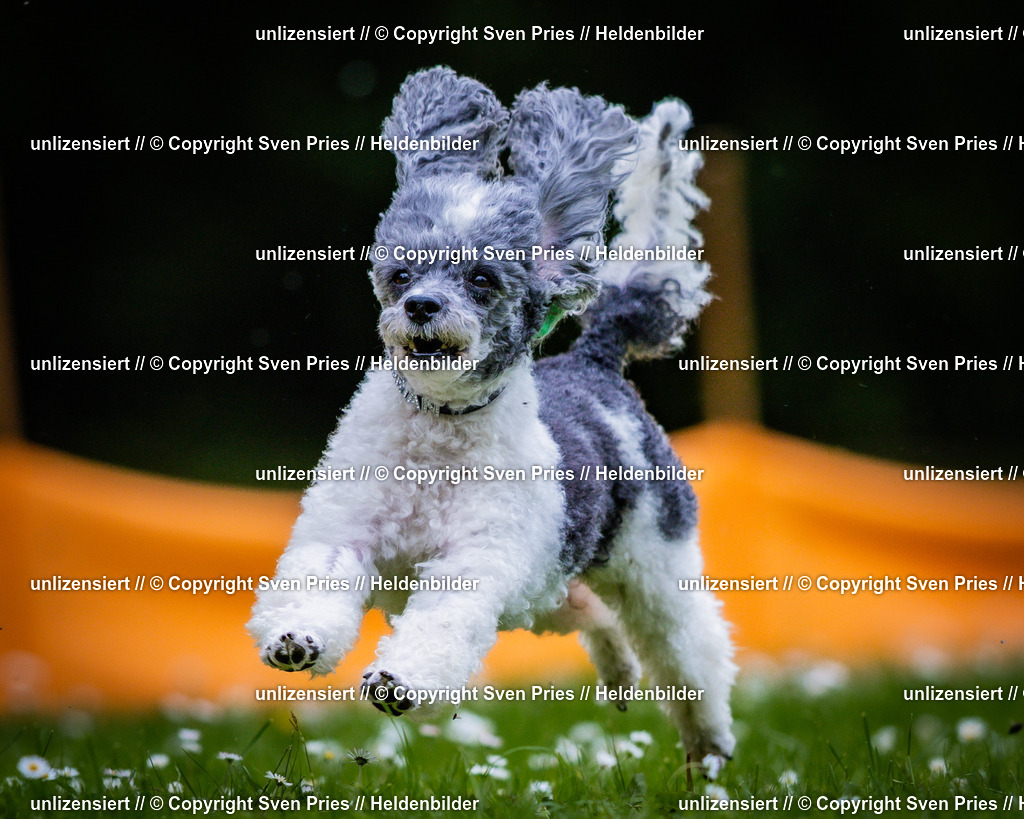 Sven Pries | 2025-05-29 - Pudelrennen KA-Durlach - Realisiert mit Pictrs.com