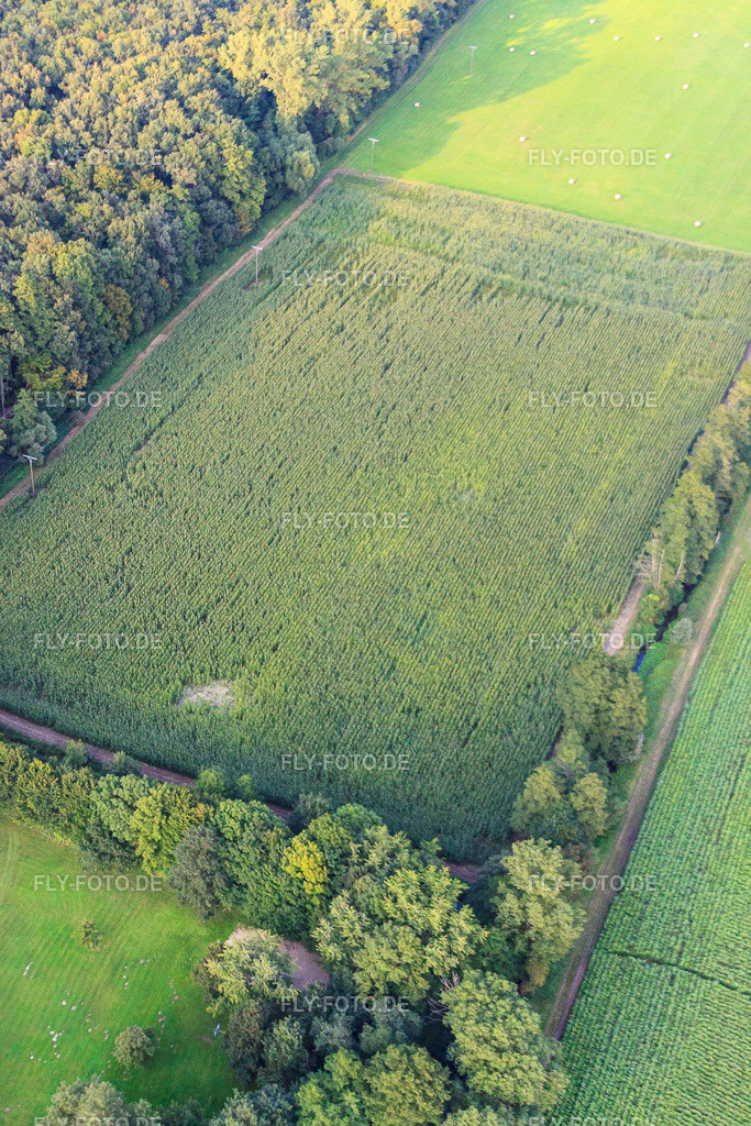 Otterbachtal, Wildschweinlager im Maisfeld | Luftbild: Otterbachtal, Wildschweinlager im Maisfeld in Kandel im Bundesland Rheinland-Pfalz in Deutschland. Foto: IMG_32835.jpg vom 03.09.2010 durch Werner Riehm/FLY-FOTO.de - Realisiert mit Pictrs.com
