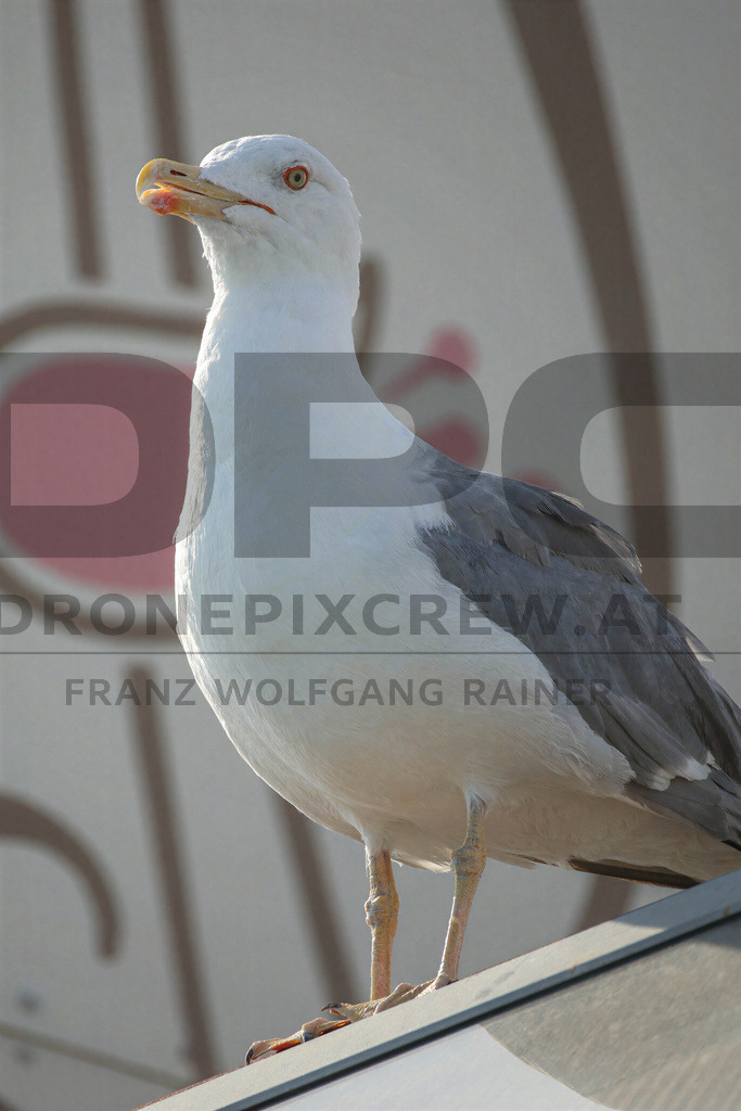 Yellow-legged Gull (Larus michahellis) | Yellow-legged Gull (Larus michahellis), a large gull species commonly found along Mediterranean coasts, rocky shorelines, harbours and coastal areas. - Realisiert mit Pictrs.com
