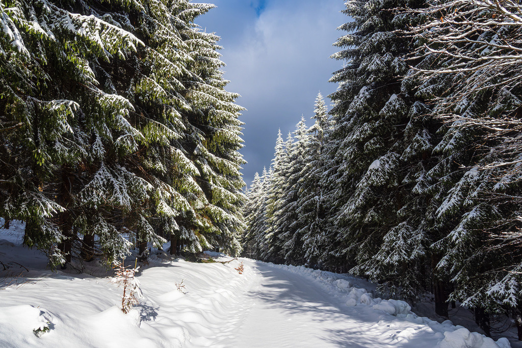 Landschaft im Winter im Thüringer Wald in der Nähe von Schmiedefeld am Rennsteig | Landschaft im Winter im Thüringer Wald in der Nähe von Schmiedefeld am Rennsteig.