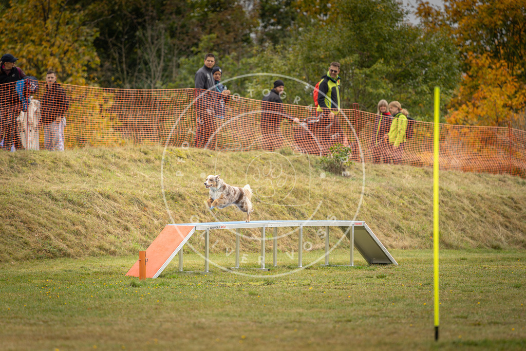 Pfotenfotografie_DV3A2548 | Hundefotografie, Tierfotograf, Pfotenfotografie, Fotoshooting Hund, Hunde Portrait, Hundesport, Hundeportraits, Heideshooting, Hunde, Sportfotograf, Hundefotograf, Turnierhundsport, THS,  - Realisiert mit Pictrs.com