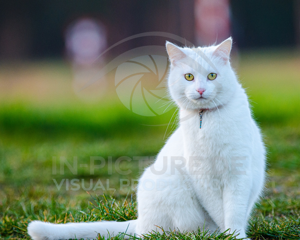 _DSC3286 | in-picture - Realisiert mit Pictrs.com