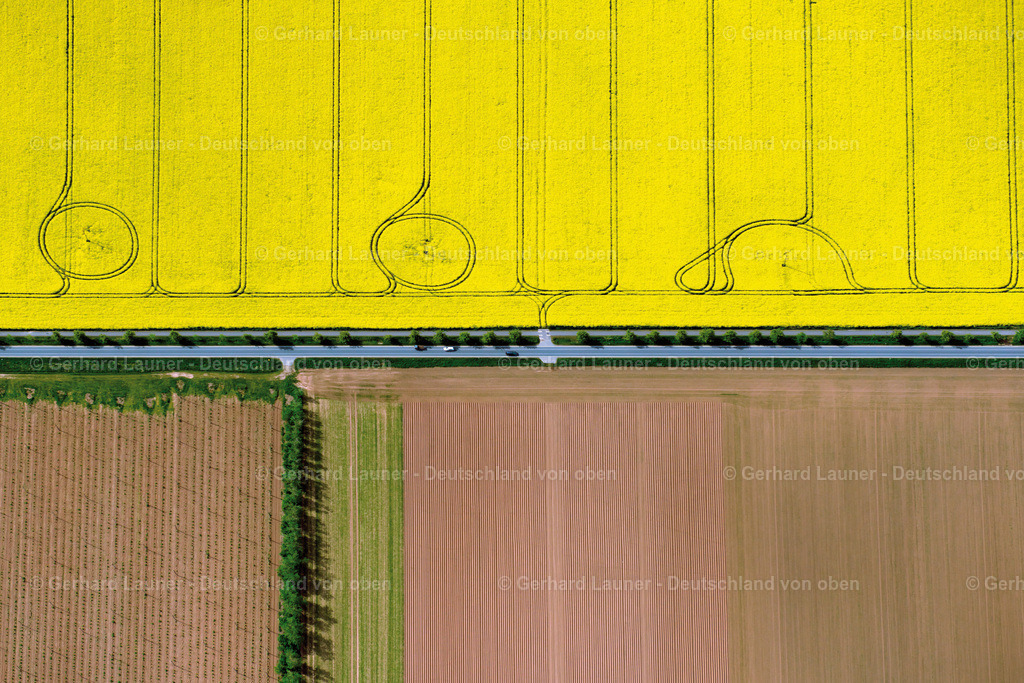 3504678 | Feld-Rapsstrukturen bei Nordhausen