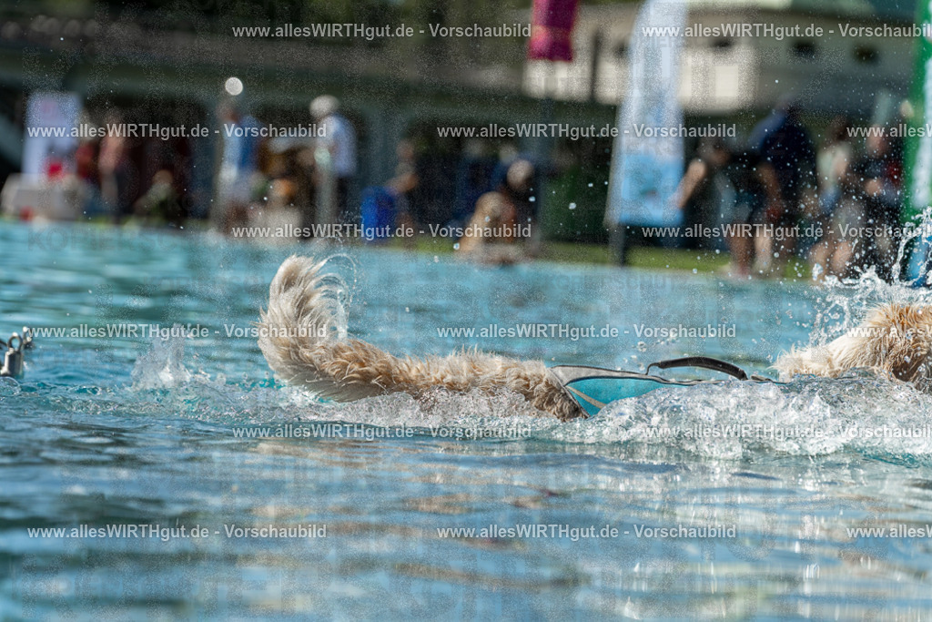Hundeschwimmen_Volksbad_2026-allesWIRTHgut_Tierfotografie-2609061305-121544-7R500481 | Professionelle Tierfotografie in Mönchengladbach von Daniel Wirth (allesWIRTHgut). Liebevolle & natürliche Bilder von Hunden & Katzen für unvergessliche Erinnerungen.