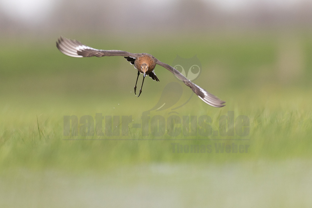 R5NF0739_20240406 | Die Uferschnepfe ist ein langbeiniger, großer und schlanker Schnepfenvogel. Ihr langer Hals und der lange, gerade Schabel sind weitere besondere Merkmale. Bei uns brütet sie vor allem in Norddeutschland in Feuchtwiesen und Niedermooren. Der europäische Verbreitungsschwerpunkt liegt vor allem in Nordosteuropa, an den Küsten der Nordsee und in Island. - Realisiert mit Pictrs.com