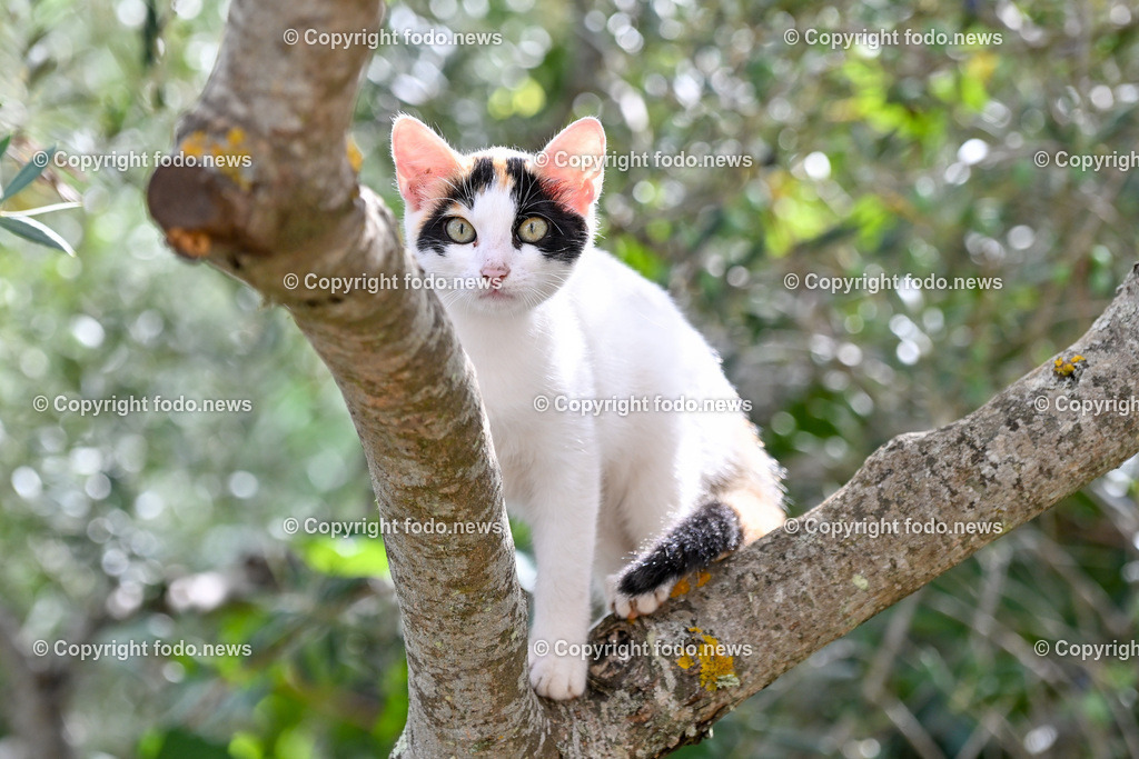 Katze_ Katzen_ 16.10.2024-2 | 16.10.2024, Linz, AUT, Haustier, Katzen, im Bild Haustier, Katze, Katzen, Kater, Stubentiger, Babykatze, Mietze, Fellnase, Tierfotografie, Heimtier