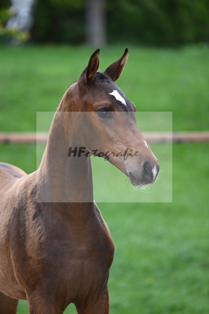 Kat-Nr. 25 SF Va Pensiero_Mayr_25230176 | hf-fotografie - Realisiert mit Pictrs.com