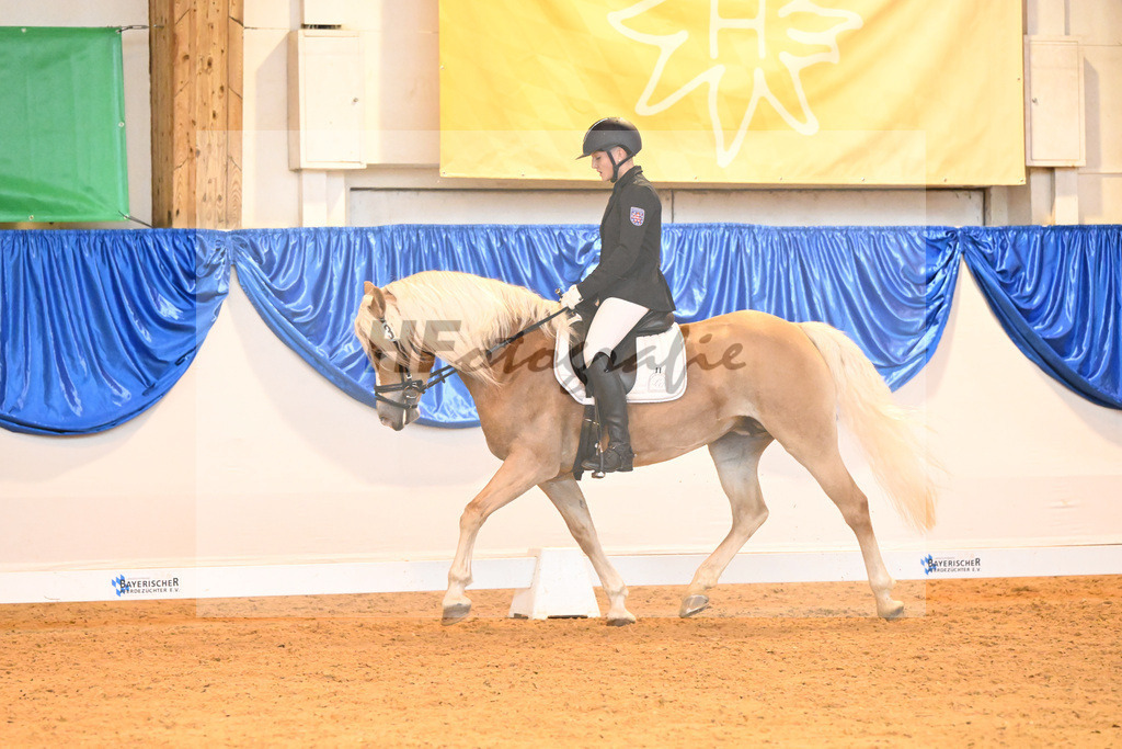 Kat-Nr. 322 Helene_Haflingergestuet Dornburg_54222182 | hf-fotografie - Realisiert mit Pictrs.com