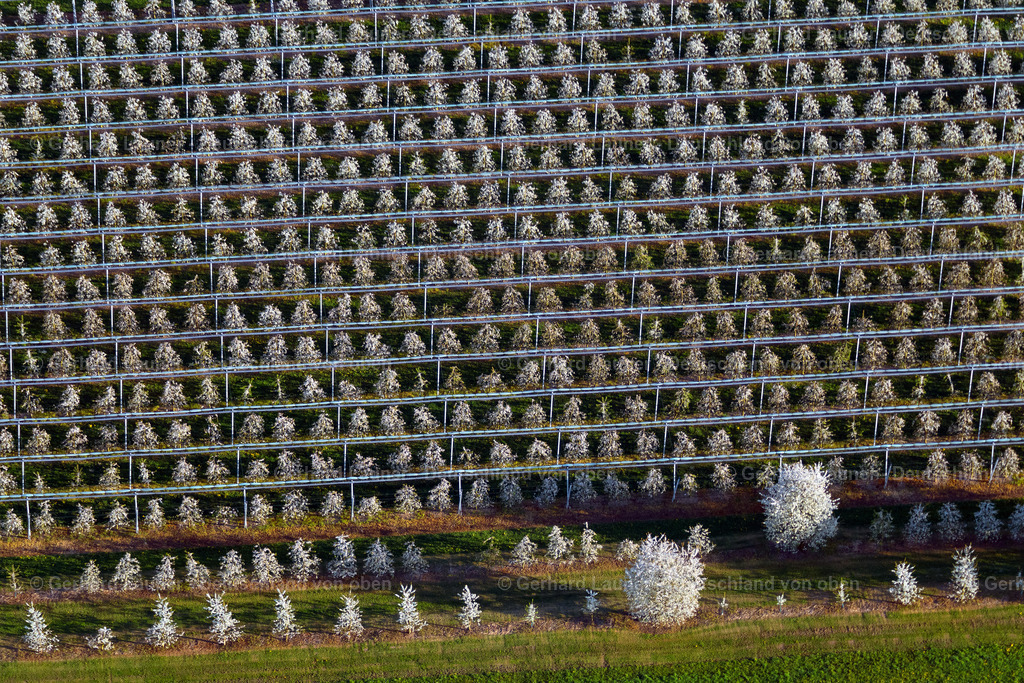 4024614 | MECKENBEUREN 15.04.2020 Blühende Baumreihen einer Obstanbau- Plantage auf einem Feld im Ortsteil Meckenbeuren in Meckenbeuren im Bundesland Baden-Württemberg, Deutschland. // Rows of trees of fruit cultivation plantation in a field in the district Meckenbeuren in Meckenbeuren in the state Baden-Wuerttemberg, Germany. Foto: Gerhard Launer