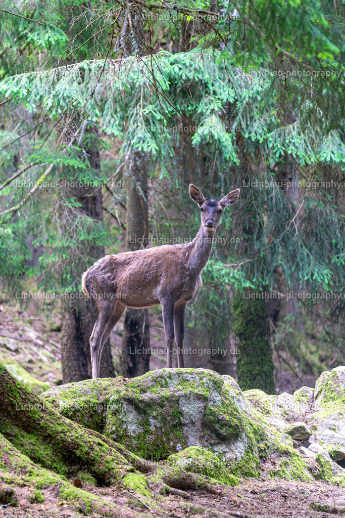 Rotwild / Hirsch | Der Rothirsch (Cervus elaphus) ist eine Art der Echten Hirsche. In der Jägersprache spricht man bei der Bezeichnung von mehreren Tieren vom Rotwild. Wie bei den meisten anderen Vertretern der Hirsche bildet nur das männliche Tier jährlich ein Geweih aus. Im mitteleuropäischen Raum ist der Rothirsch eines der größten freilebenden Wildtiere und kommt hier fast nur noch in Waldbiotopen vor. Ursprünglich war er Bewohner offener und halboffener Landschaften. - Realisiert mit Pictrs.com