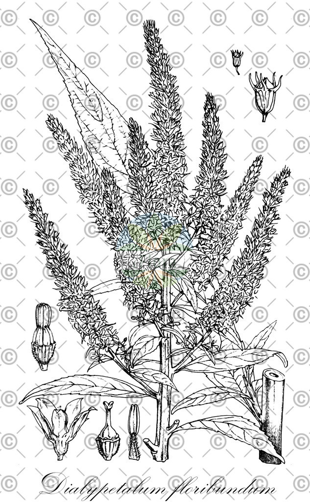 HistAbb_wfo-0000765197_1_ENZY_Simple | Historische Abbildung von Dialypetalum floribundum - Campanulaceae | Historical Illustration of Dialypetalum floribundum - Campanulaceae