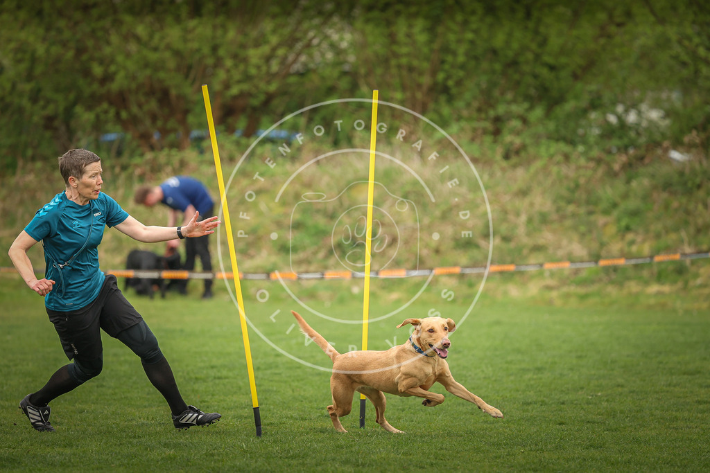 Pfotenfotografie_0L8A0522 | Hundefotografie, Tierfotograf, Pfotenfotografie, Fotoshooting Hund, Hunde Portrait, Hundesport, Hundeportraits, Heideshooting, Hunde, Sportfotograf, Hundefotograf, Turnierhundsport, THS,  - Realisiert mit Pictrs.com