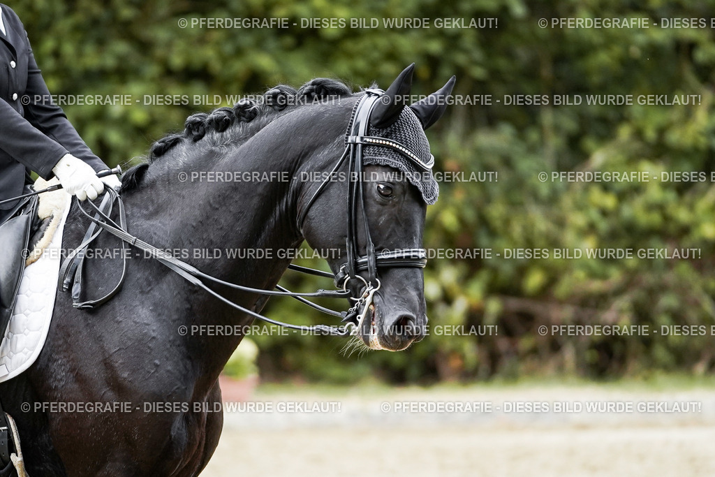 DSC02176 | Pferdegrafie