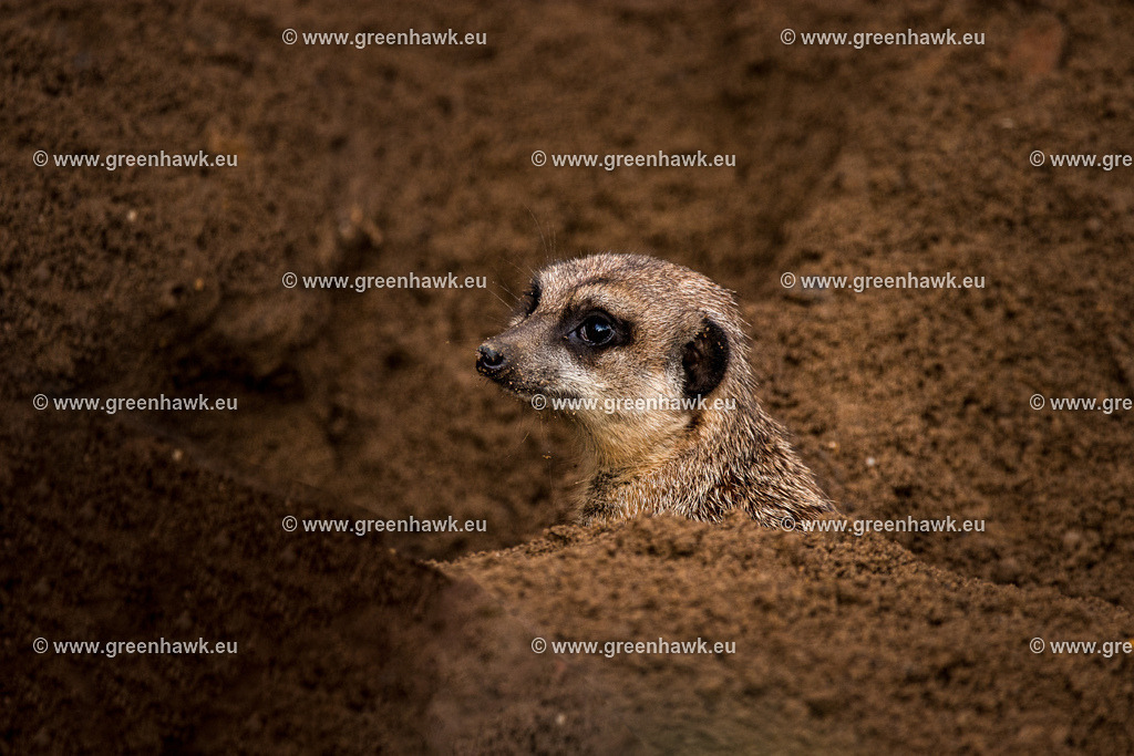 IMG_8542-Bearbeitet | Greenhawks Bilder Shop für Landschaften, Urban, Tiere und weiteres als Poster Leinwand oder Fotogeschenk für Ostern Weihnachten oder Geburtstag  - Realisiert mit Pictrs.com
