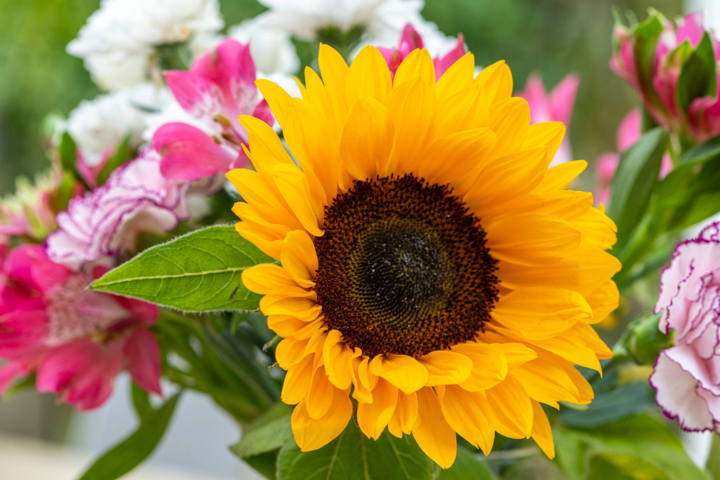 Sonnengelbe Sonnenblume in einem farbenfrohen Sommerstrauß | Eine leuchtend gelbe Sonnenblume (Helianthus annuus) steht im Zentrum eines üppigen Blumenstraußes. Umrahmt von rosa Inkalilien (Alstroemeria) und zarten Nelken setzt die Nahaufnahme markante Akzente. Das ausdrucksstarke Motiv vermittelt Sommergefühl, Lebensfreude sowie Natürlichkeit und eignet sich optimal für redaktionelle Themen rund um Flora, Garten, Sommertrends, Schenken und Dekoration. - Realisiert mit Pictrs.com