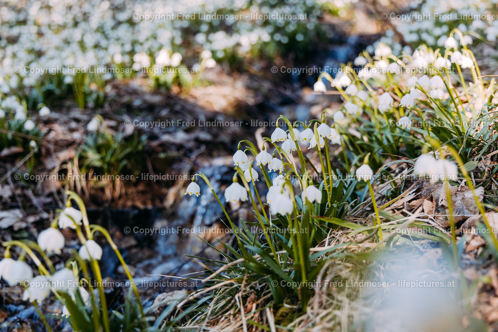 Fruhlingsknotenblumen Mariazell 23032019-5296 | Fotos und Fotoprodukte - Realisiert mit Pictrs.com