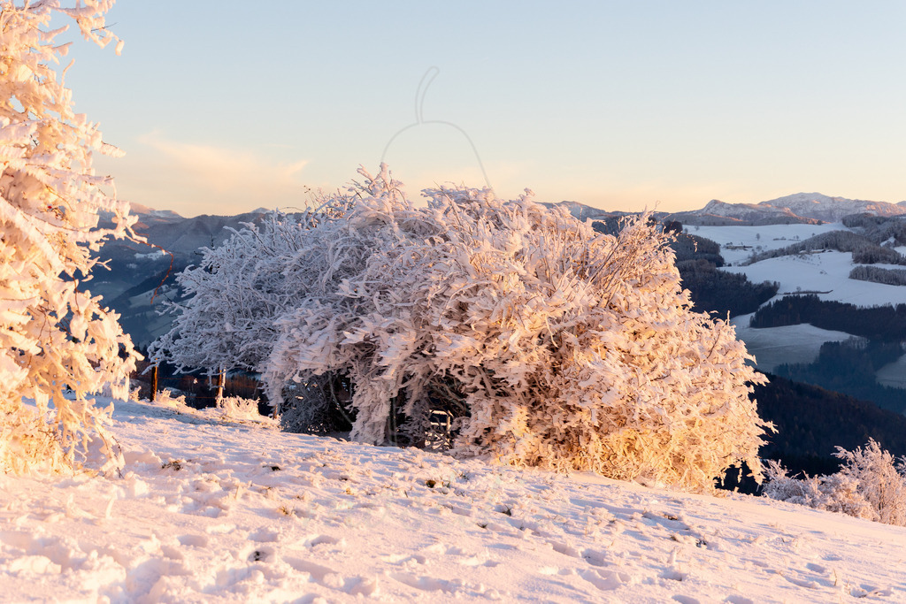 Winter am Hochkogelberg Rauhreif | Ihre Fotografin im Lungau, ihre Fotografin im Mostviertel, Wandbilder Onlineshop, Imagefotos für Ihr Unternehmen,  - Realisiert mit Pictrs.com