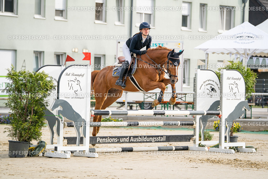 DSC08186 | Pferdegrafie