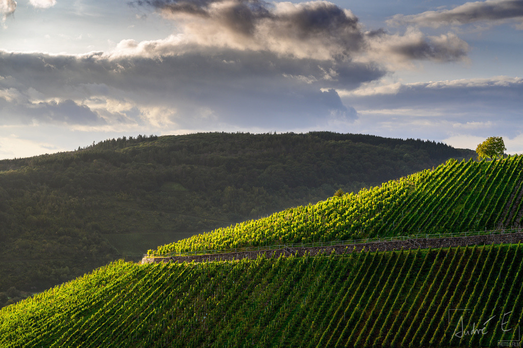 Zeltinger Weinberg im Sonnenuntergang | Online Foto-Shop von André Engelhardt, Filmemacher und Fotograf. Fine Art Prints, Kunstdrucke, Fotogeschenke, Souvenirs von Mosel, Rhein und mehr. 