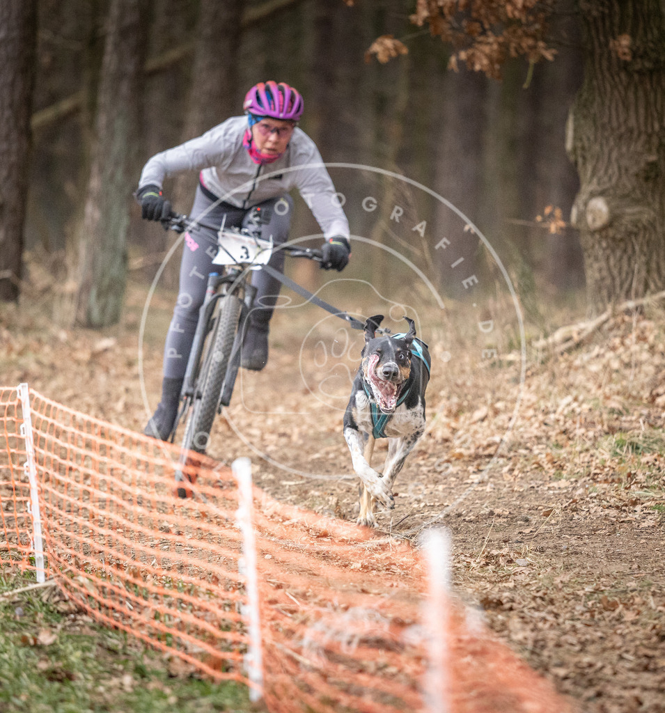 Pfotenfotografie_DV3A1278 | Hundefotografie, Tierfotograf, Pfotenfotografie, Fotoshooting Hund, Hunde Portrait, Hundesport, Hundeportraits, Heideshooting, Hunde, Sportfotograf, Hundefotograf, Turnierhundsport, THS,  - Realisiert mit Pictrs.com