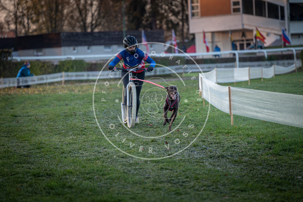 CaniXpix_0L8A0937 | Hundefotografie, Tierfotograf, Pfotenfotografie, Fotoshooting Hund, Hunde Portrait, Hundesport, Hundeportraits, Heideshooting, Hunde, Sportfotograf, Hundefotograf, Turnierhundsport, THS,  - Realisiert mit Pictrs.com