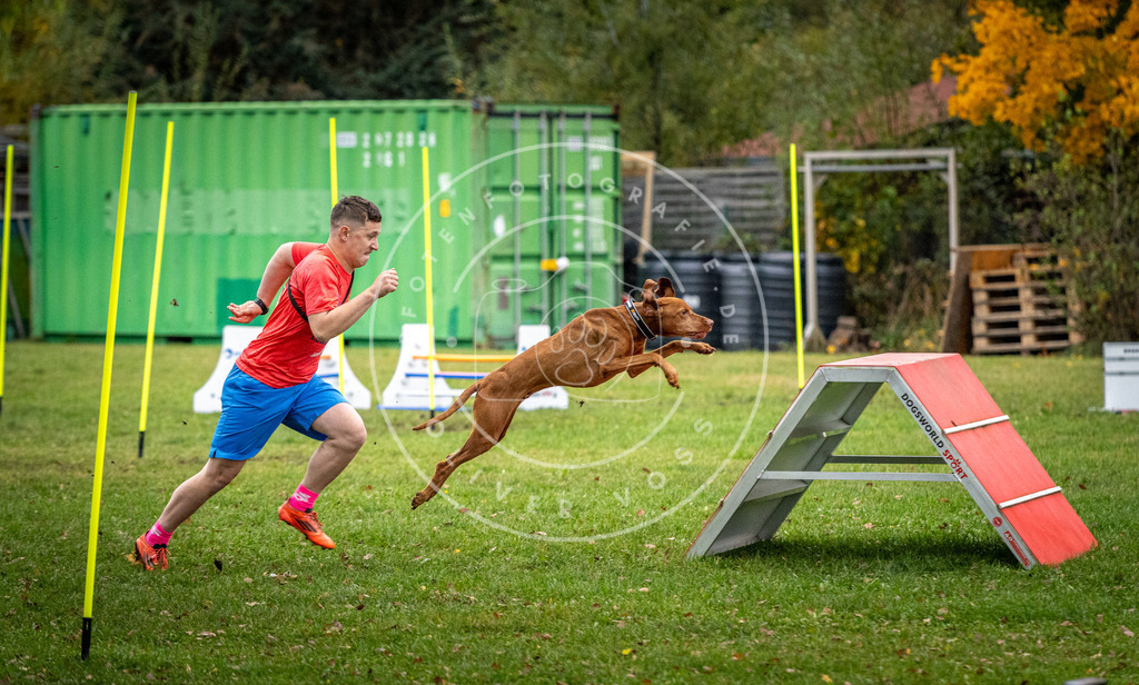 Pfotenfotografie_DV3A1202 | Hundefotografie, Tierfotograf, Pfotenfotografie, Fotoshooting Hund, Hunde Portrait, Hundesport, Hundeportraits, Heideshooting, Hunde, Sportfotograf, Hundefotograf, Turnierhundsport, THS,  - Realisiert mit Pictrs.com