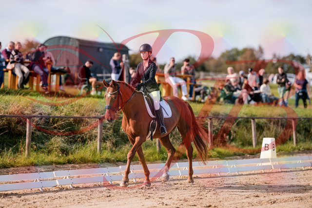2026_10_03_Siefer-Hof_114014_Z81_82570399 | Professionelle Reitsport-, Turnier- und Eventfotografie von Robert Broda. Galerien mit ausgewählten und bearbeiteten Bildern direkt online ansehen und bestellen.