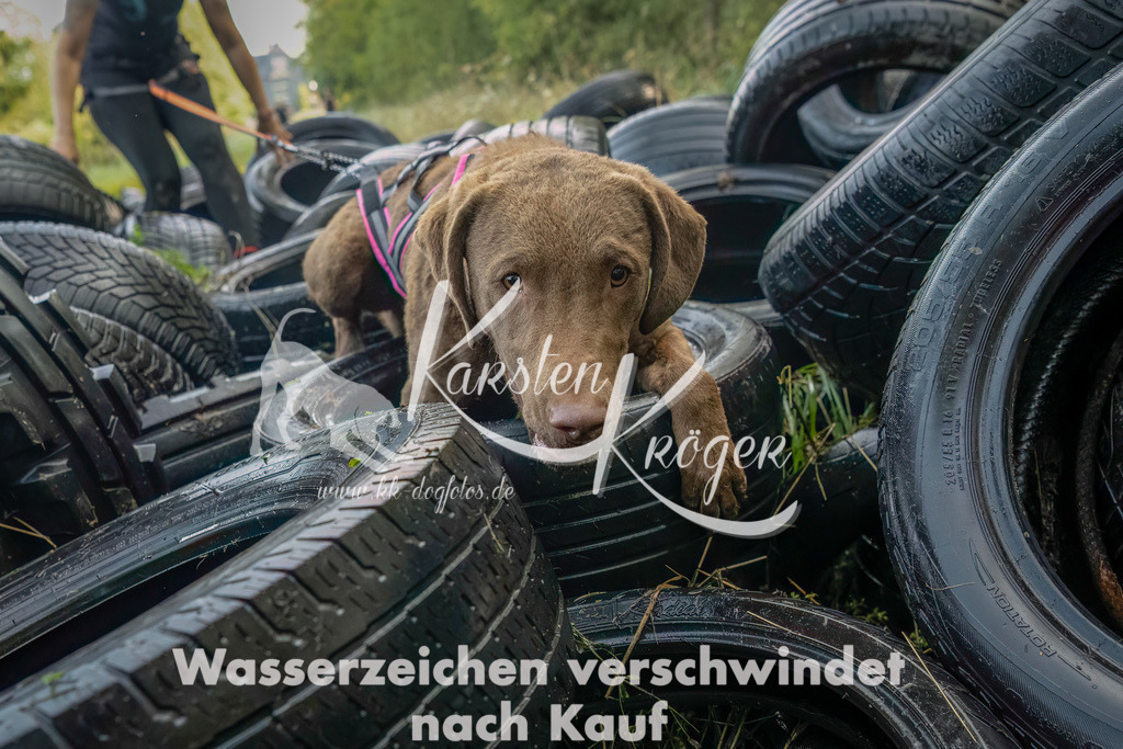 1057_ZZ90936-Bearbeitet | kk-dogfotos