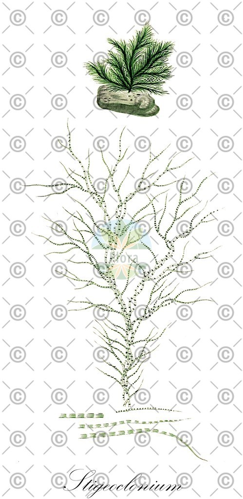 HistAbb_wfo-0000750195_1_ENZY_Simple | Historische Abbildung von Stigeoclonium - Chaetophoraceae (0) | Historical Illustration of Stigeoclonium - Chaetophoraceae (0)