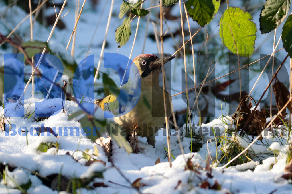Gruener Specht {date} -  | {headline}



(Foto: Sebastian Sendlak / BOND)

 - Realisiert mit Pictrs.com