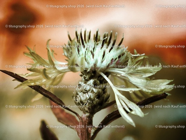 titusgraphy_PA151524-vz-ln_pe-02 | titusgraphy-shop: Geschenkideen mit Qualitätsfotos. titusgraphy-shop: gift ideas with quality photos. titusgraphy-shop: idées cadeaux avec photos de qualité.  - Realisiert mit Pictrs.com