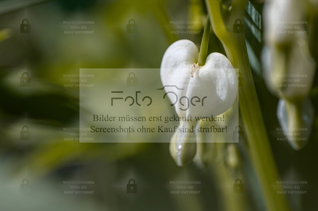 Tränendes Herz in Weiß | Die zarte Eleganz eines weißen Tränenden Herzens (Lamprocapnos spectabilis).Im sanften Licht offenbart sich die filigrane Form dieser Blüte – schlicht, poetisch und voller Symbolik.Ein Stillleben der Natur, das Reinheit und Ruhe ausstrahlt. - Realisiert mit Pictrs.com