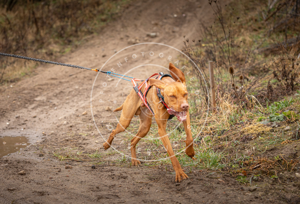 DV3A9520 | Hundefotografie, Tierfotograf, Pfotenfotografie, Fotoshooting Hund, Hunde Portrait, Hundesport, Hundeportraits, Heideshooting, Hunde, Sportfotograf, Hundefotograf, Turnierhundsport, THS,  - Realisiert mit Pictrs.com